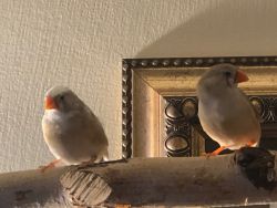 Finches Born in March 2022 and October 2022 for Sale $25
