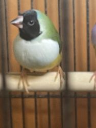 Two Lady Gouldian Finches