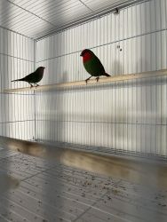 Red faced parrot finch for sale
