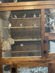 Zebra and Society Finches For Sale (Cage price make offer)