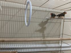 Two young Zebra Finch