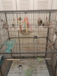Two male two female Society finches large cage accessories and food