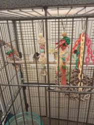 For society finches and large cage
