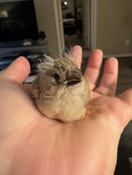 4 baby English zebra finches for sale