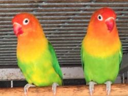 Mutation Fischers Lovebirds