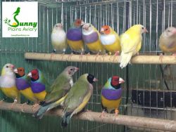Beautiful lady gouldians available