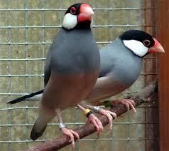 Java sparrow breeding pair available