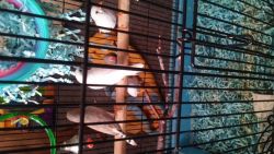 Finches with cage