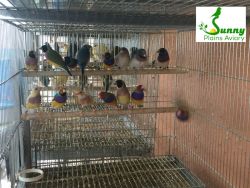 Lady Gouldians Available