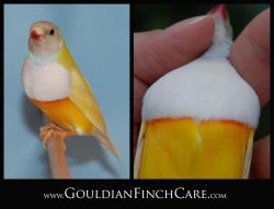 lady Golden Finch