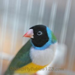Gorgeous Gouldian Finch - $139 - Free Shipping