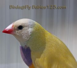 Fascinating Yellow Gouldian Finch - $49