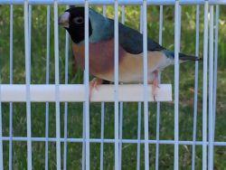 Premium Gouldian Finches for Sale