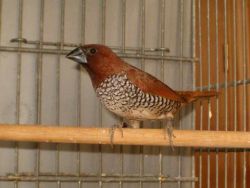 SPICE FINCH READY TO BREED FOR SALE