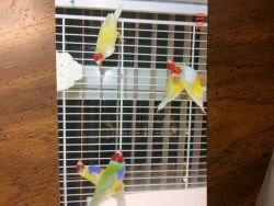 Yellow Lady Gouldians $60
