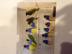 Lady Gouldians Finches $50