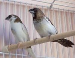 Society Finches