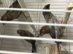 Society finches