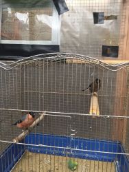 BULLFINCHES for sale