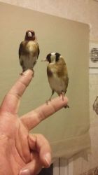 Hand Tame Goldfinch for sale