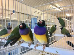 Gouldian Finches For Sale