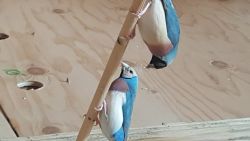Lady gouldians Finches Blue silver Yellow Green