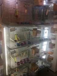 Aviary Business for Sale - Great Small business or Hobby Opportunity