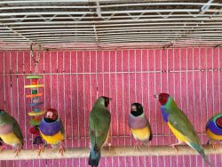 Lady Gouldian FInches