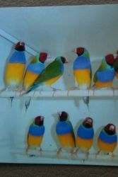 Ladygouldians Finches