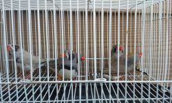 Young finches for sale