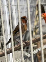 European goldfinch and Canary mules , gold finch song