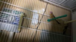 VIolet eared waxbill for sell