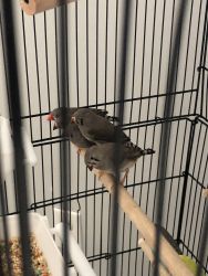 Zebra Finches for sale - $10 each
