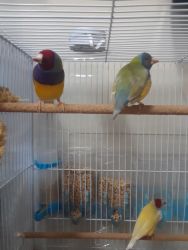 Gouldian & gold breasted Finches