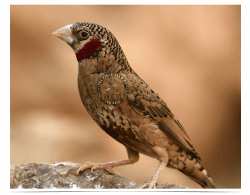 Cut-Throat Finch