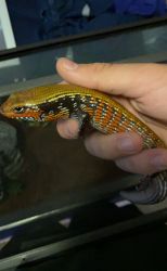 Adult male fire skink