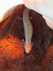 Fire Skink for sale