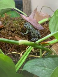 5 Fire-bellied Toads for Sale