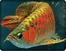 Best Qaulity Super Red Arowana Fishes For Sale