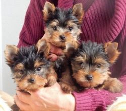 AKC Registered Teacup yorkie puppies for sale