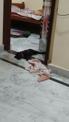 Flat Coated retriever of 1 month