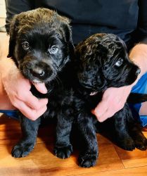 Flat-Coated Retriever Puppies Looking for a Lovely Family to protect