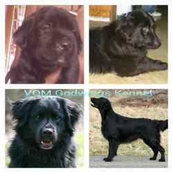 flat coated retriever puppy for sell