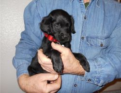 Lovely Flat Coated Retriever Puppies
