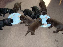 Flat Coated Retriver Puppies For New Homes