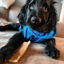 A flat-coated retriever puppy for sale