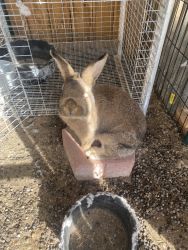 Flemish rabbit for sale