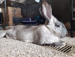 Giant flemish and jack rabbitt mix 7 months tame