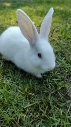 Adorable Rabbits for Sale