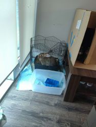 Pair of adult rabbits for sale（Waterloo）